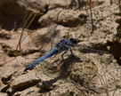 Orthetrum brunneum